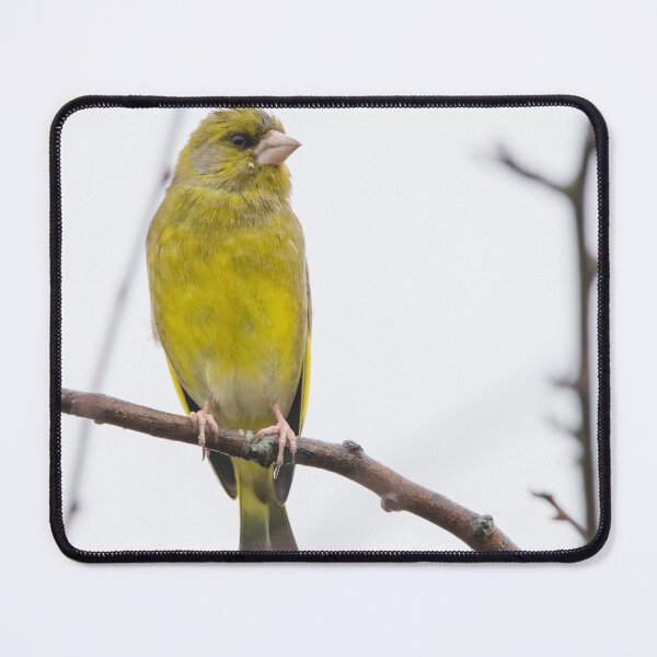 Item preview, Greenfinch designed and sold by LaurenTucker.