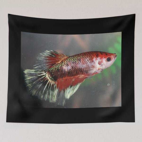 Item preview, Beautiful Beta designed and sold by craftsbydaphy.