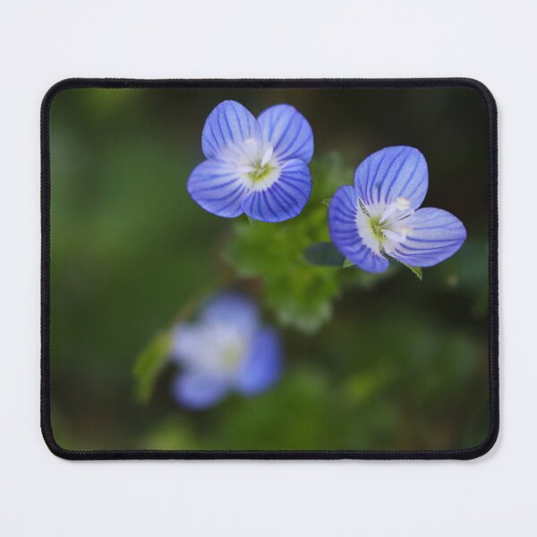 Item preview, Speedwell designed and sold by Paul Pasco.