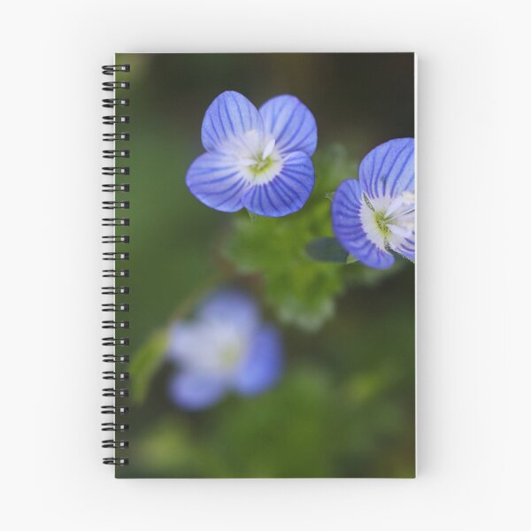 Item preview, Speedwell designed and sold by Paul Pasco.