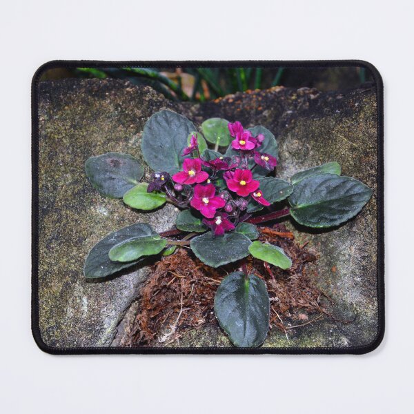 Item preview, African Violets  designed and sold by Savannah Gibbs.
