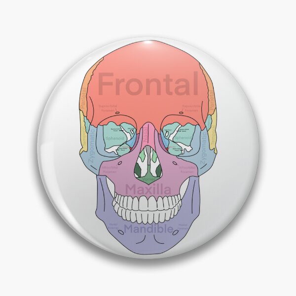 Item preview, Frontal Skull designed and sold by WilmingtonOT.