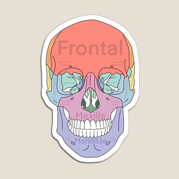 Item preview, Frontal Skull designed and sold by WilmingtonOT.
