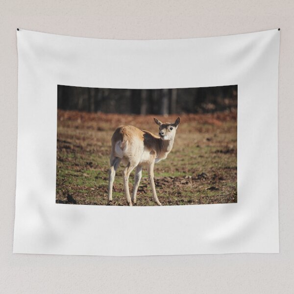 Item preview, Aoudad Kid On Alert designed and sold by Cynthia48.