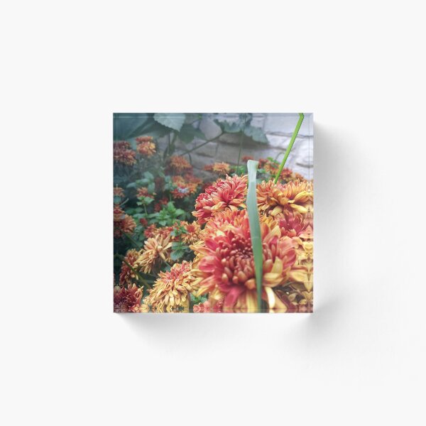 Aperçu de l'œuvre Chrysanthèmes créée et vendue par Flyaways.