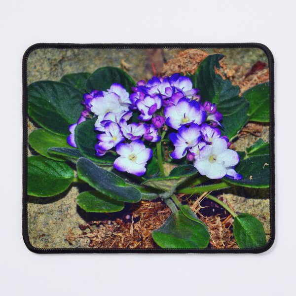 Item preview, Purple White African Violet designed and sold by Savannah Gibbs.