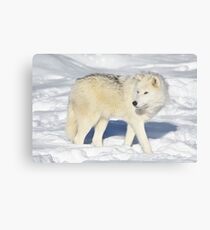 Arctic Wolf Metal Print