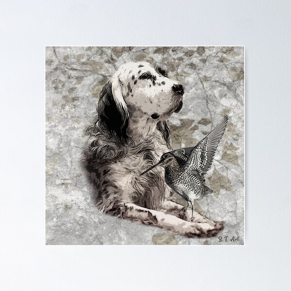 English setter Laverack