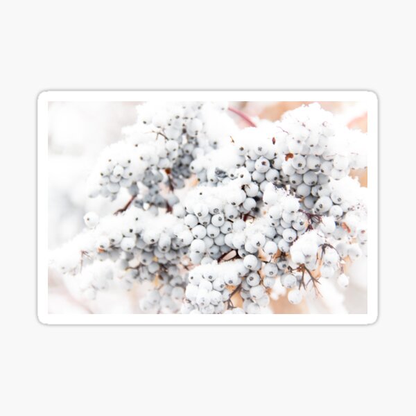 Item preview, White Berries in Snow designed and sold by Ollivrosa.