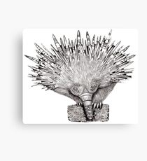 Echidna Canvas Print