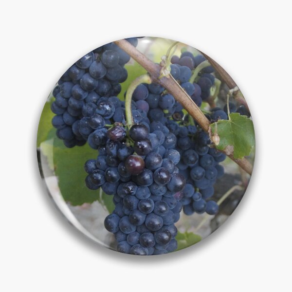 Item preview, I saw it on the Grape Vine by Adelaide artist Avril Thomas at Magpie Springs designed and sold by MagpieSprings.