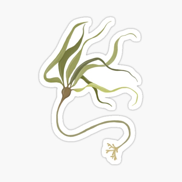 Item preview, BULL KELP designed and sold by breenahaley.