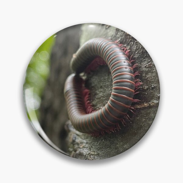 Item preview, Millipede designed and sold by Pisces-Pics.
