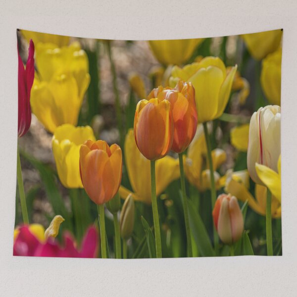 Aperçu de l'œuvre Colorful Spring Tulips créée et vendue par Craig Kauzmann.