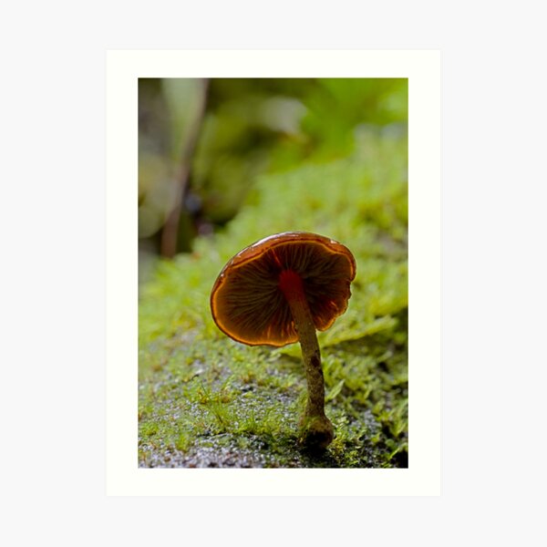 Forest Glowth Art Print