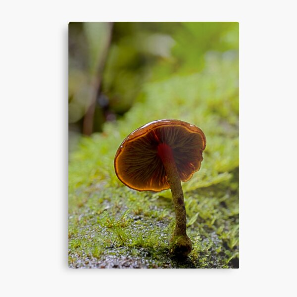 Forest Glowth Metal Print