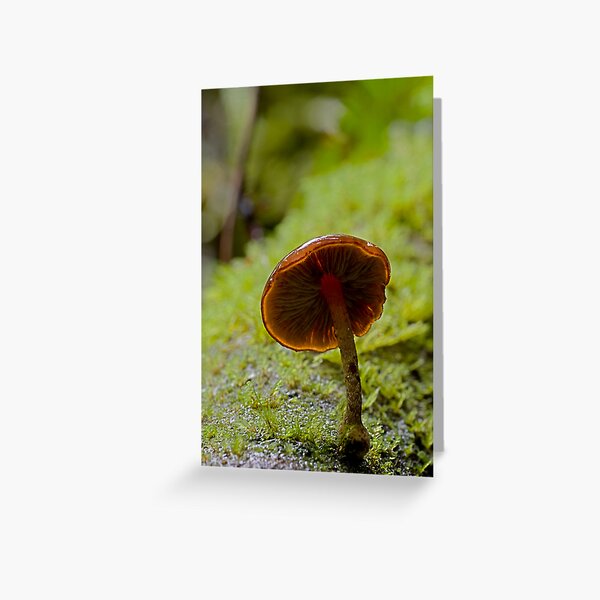 Forest Glowth Greeting Card