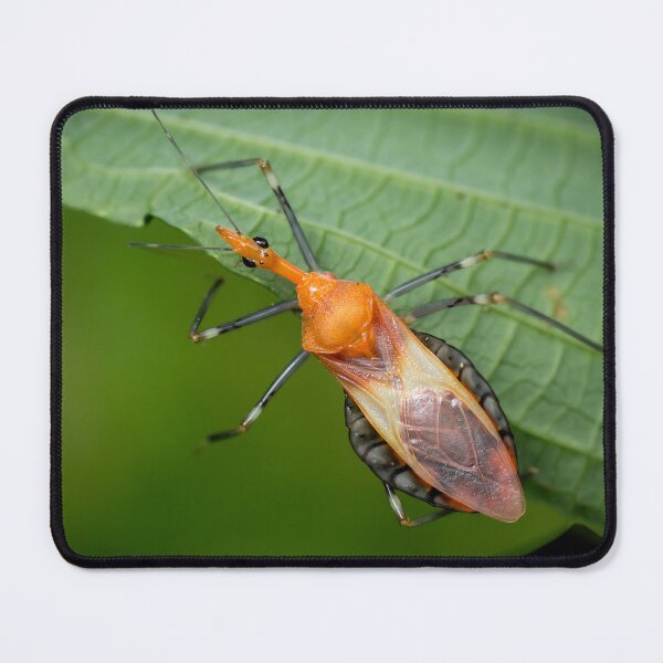 Item preview, A brightly coloured Assassin Bug (Reduviidae) designed and sold by AvonPerception.