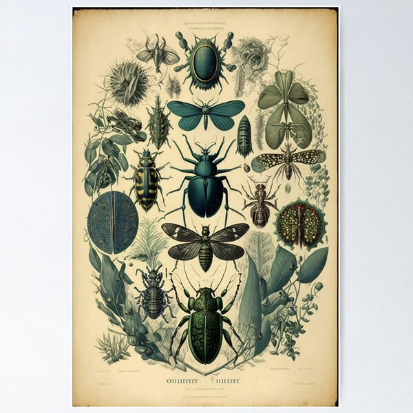 Item preview, Faux Vintage Insect Chart designed and sold by Salocin.