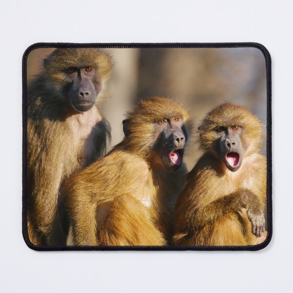 Item preview, Funny Singing Monkeys - Barbary Macaques designed and sold by Madcatsanddogs.