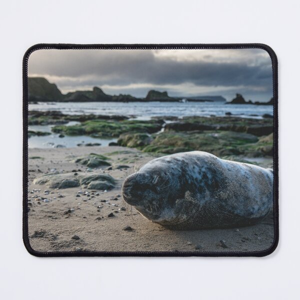 Item preview, The Beached Seal designed and sold by Jay Mayne.