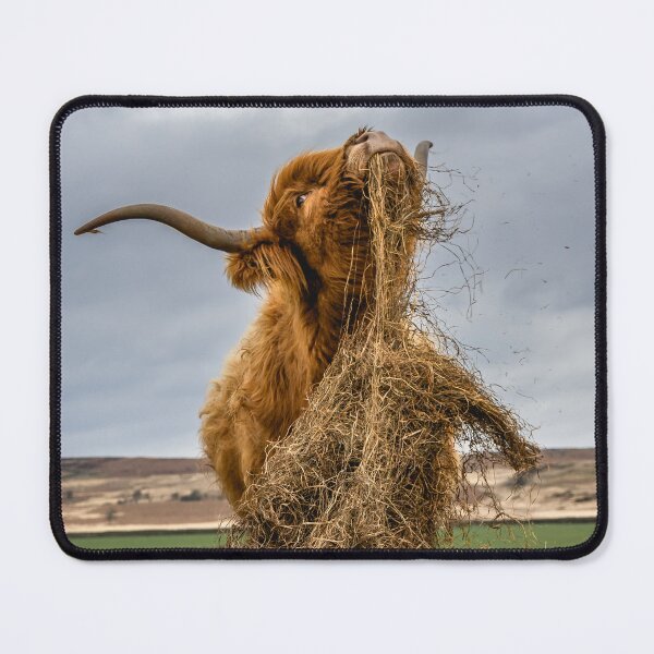 Item preview, Highland Cow Dinner Time designed and sold by Jay Mayne.