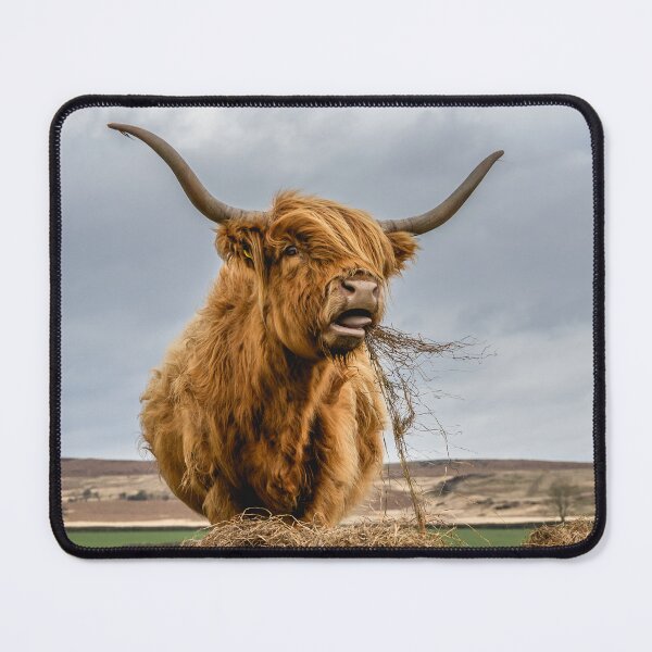 Item preview, Highland Cow Dinner Surprise designed and sold by Jay Mayne.