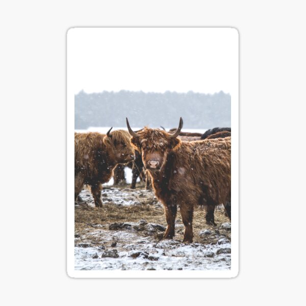 Item preview, Snowy Highland Cows designed and sold by Jay Mayne.