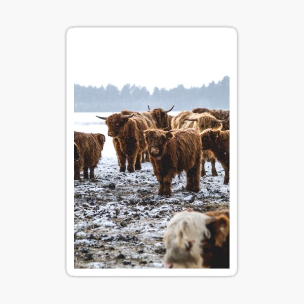 Item preview, Highland Cows Battle the Snow designed and sold by Jay Mayne.