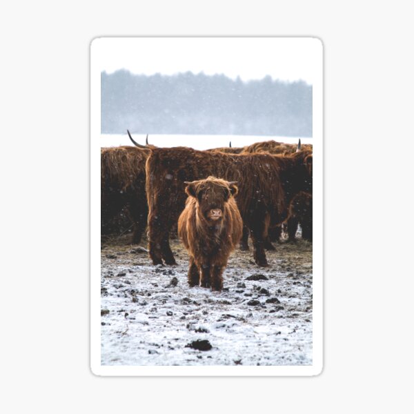 Item preview, Snowy Fluffy Highland Cows designed and sold by Jay Mayne.