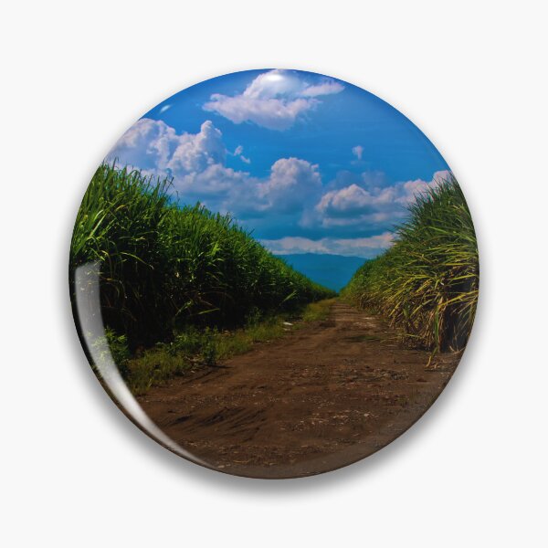 Item preview, Sugar Cane Is Grown In The Valle Del Cauca designed and sold by alabca.