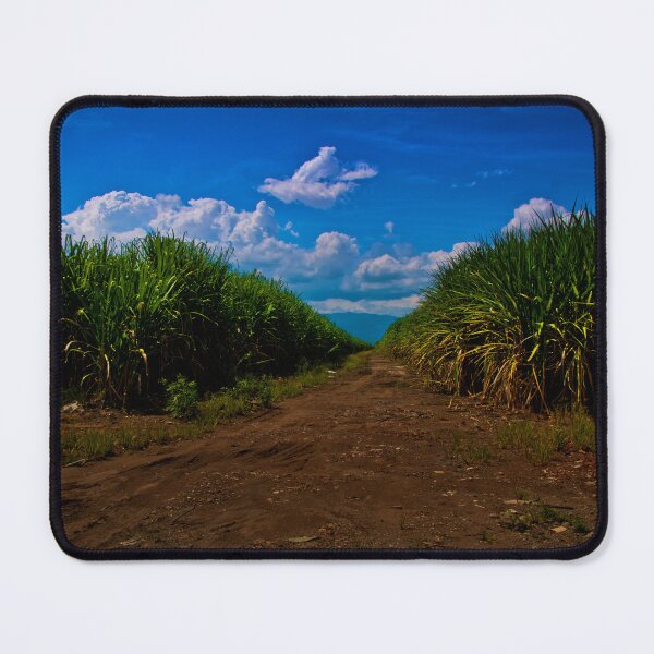 Item preview, Sugar Cane Is Grown In The Valle Del Cauca designed and sold by alabca.