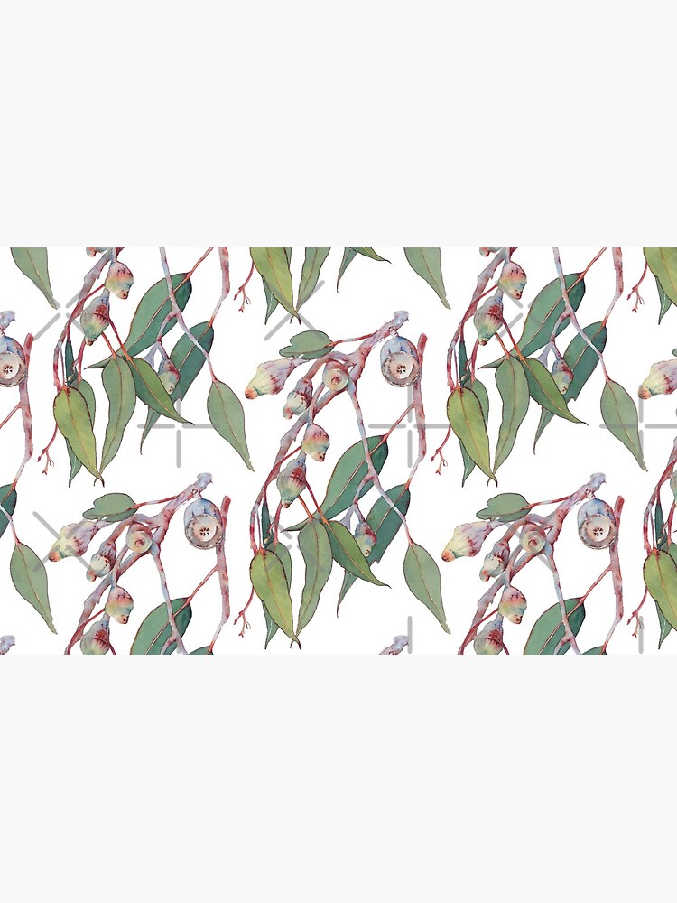 Australian native eucalyptus tree branch by zoyamakarova