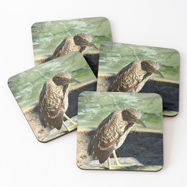 Item preview, Black Crowned Night Heron Juvenile  designed and sold by LisaWootenPhoto.