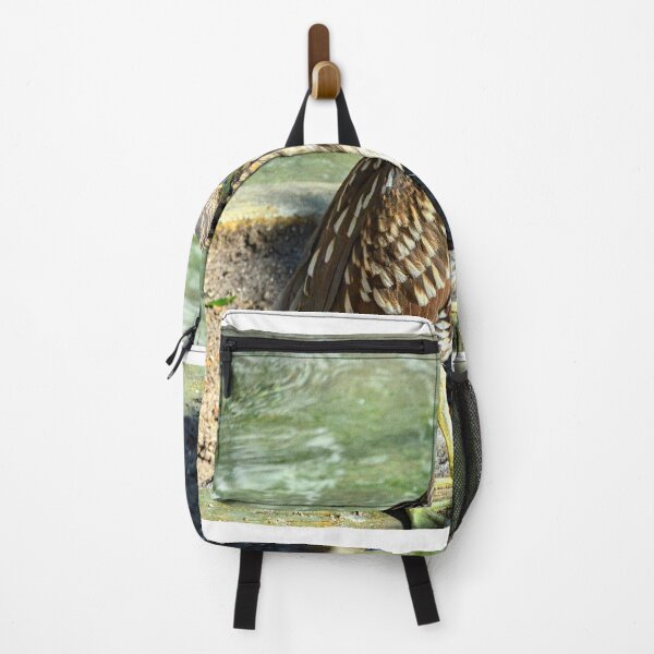 Item preview, Black Crowned Night Heron Juvenile  designed and sold by LisaWootenPhoto.
