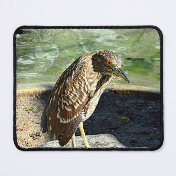 Item preview, Black Crowned Night Heron Juvenile  designed and sold by LisaWootenPhoto.