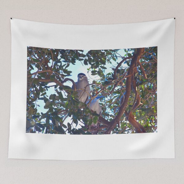 Item preview, Two Black Crowned Night Heron Perched In A Tree designed and sold by LisaWootenPhoto.