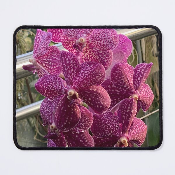 Item preview, Vanda Orchid designed and sold by Yusein Ismail.