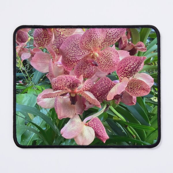 Item preview, Vanda Merrillii designed and sold by Yusein Ismail.