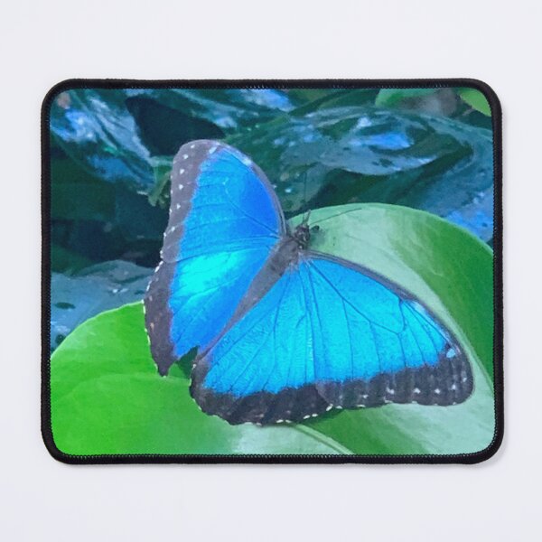 Item preview, Blue Morpho Butterfly designed and sold by Daniela Weil.