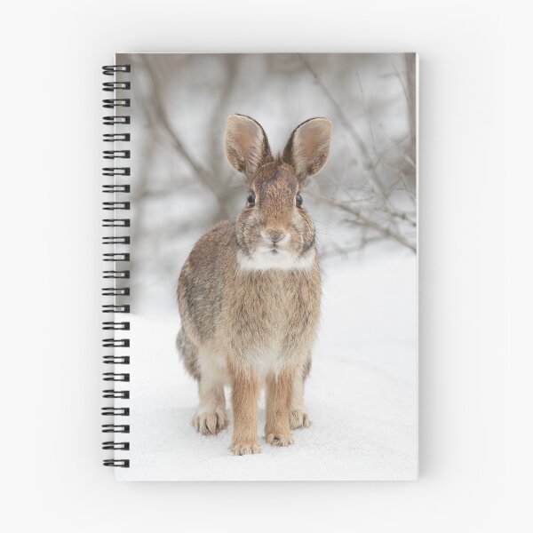 Item preview, Eastern Cottontail rabbit designed and sold by James Cumming.