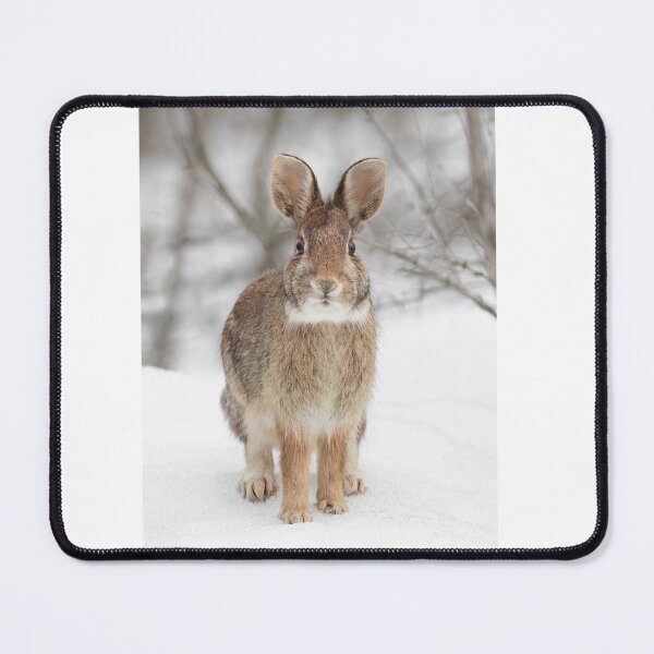 Item preview, Eastern Cottontail rabbit designed and sold by James Cumming.