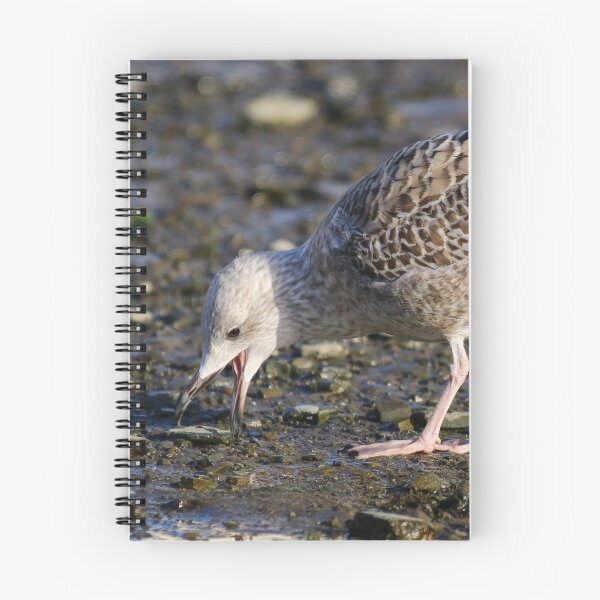 Item preview, Juvenile Herring Gull designed and sold by GreyFeatherPhot.