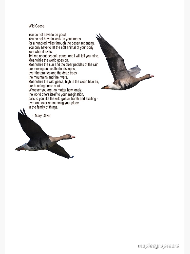 Wild Geese Poem Mary Oliver Online | sukan.co.in