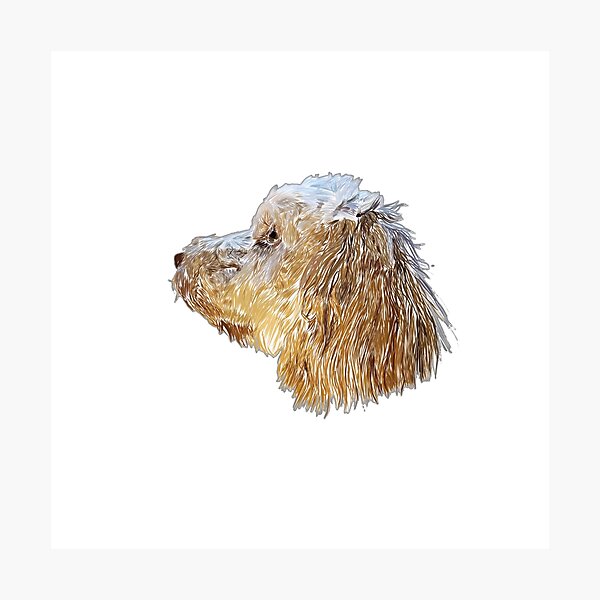 cockapoo puppy Photographic Print