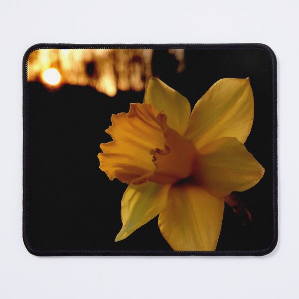Item preview, Daffodil at sunset designed and sold by KaisPrints.
