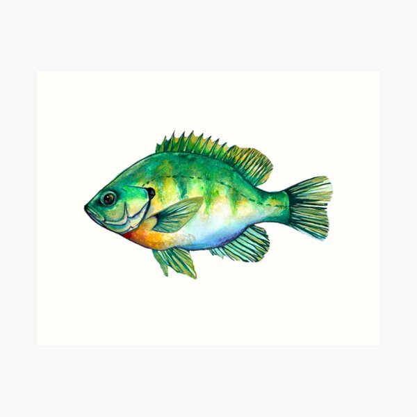 Bluegill Illustration Fishing Pullover design Art Print for Sale