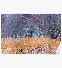 Winter Color Poster