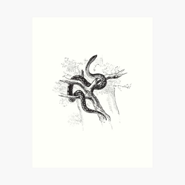 Boa Constrictor Black & White Art Board Print for Sale by porpoisefully