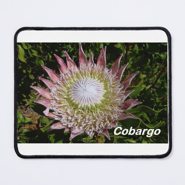 Item preview, King Protea (PROTEA cynaroides) designed and sold by Cobargo South Coast.